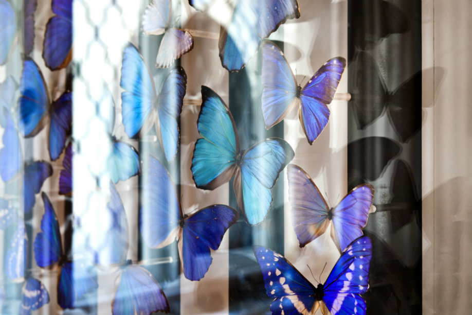Glamour dinámico mariposas