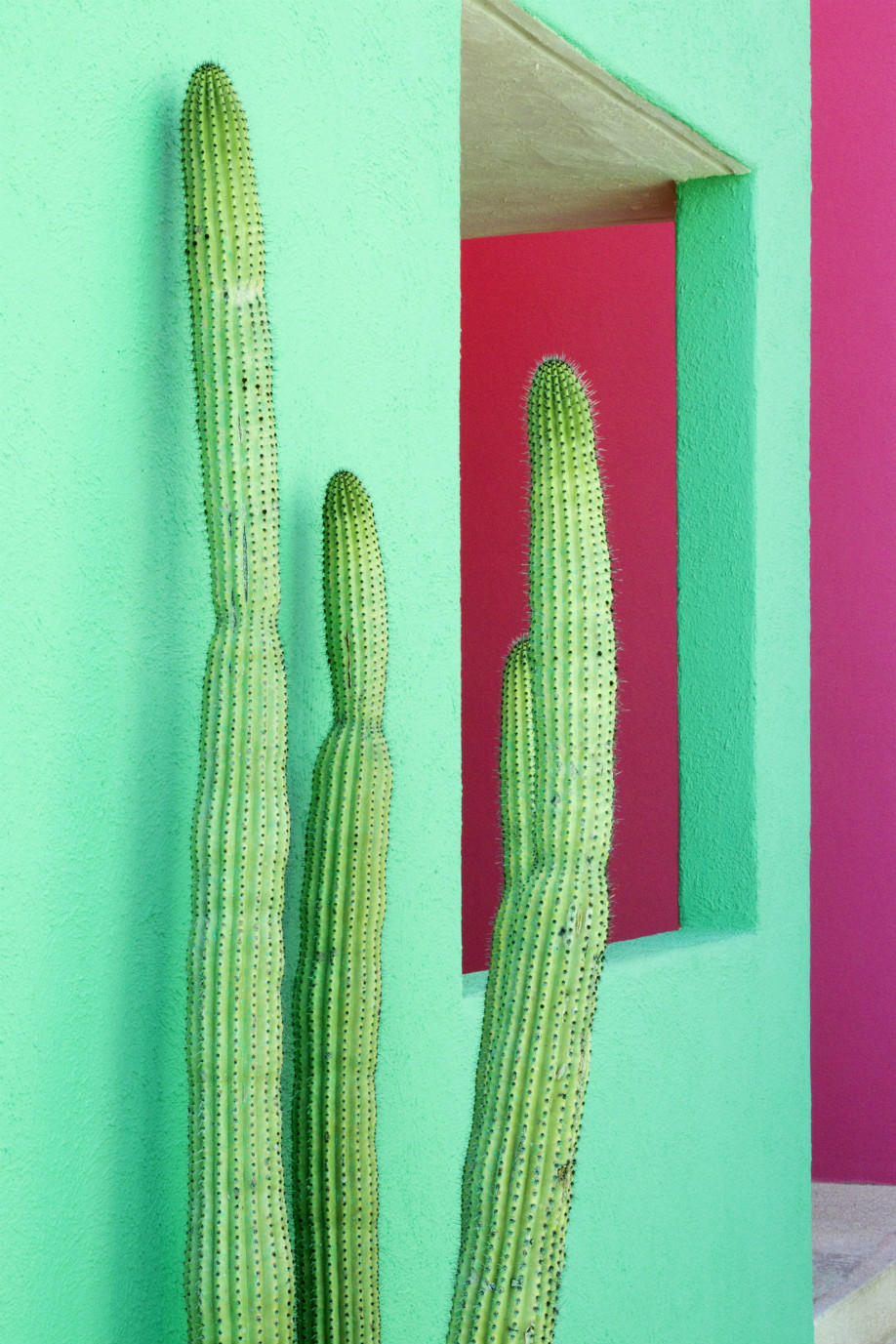 westwing-frida-kahlo-cactus