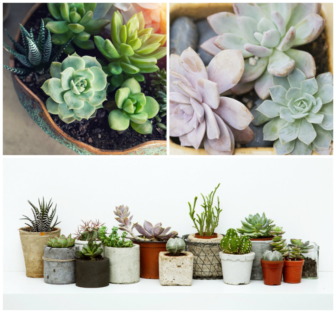 Guía para decorar suculentas