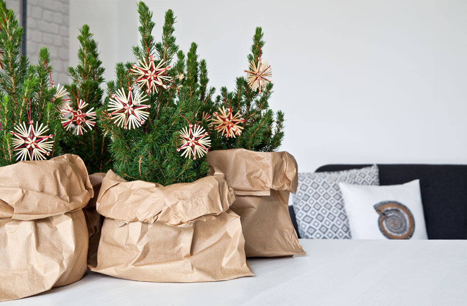 westwing-árboles-de-navidad-bosque