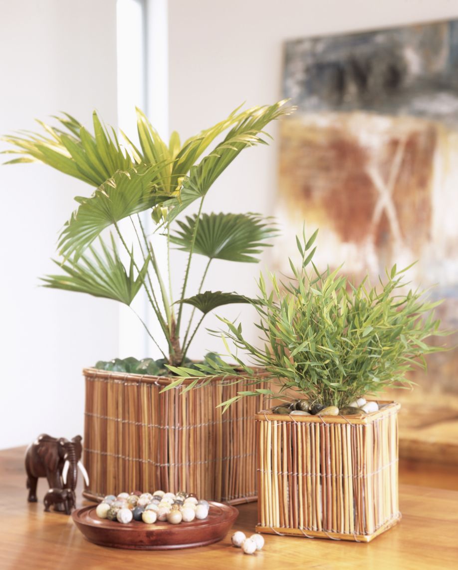 westwing-plantas-5