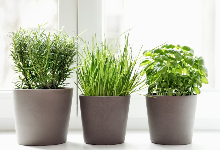westwing-plantas-6