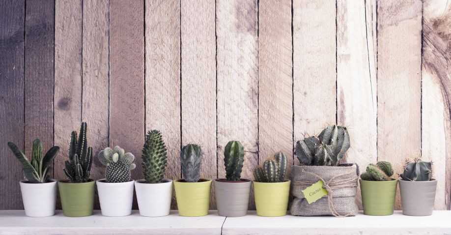westwing-plantas-7