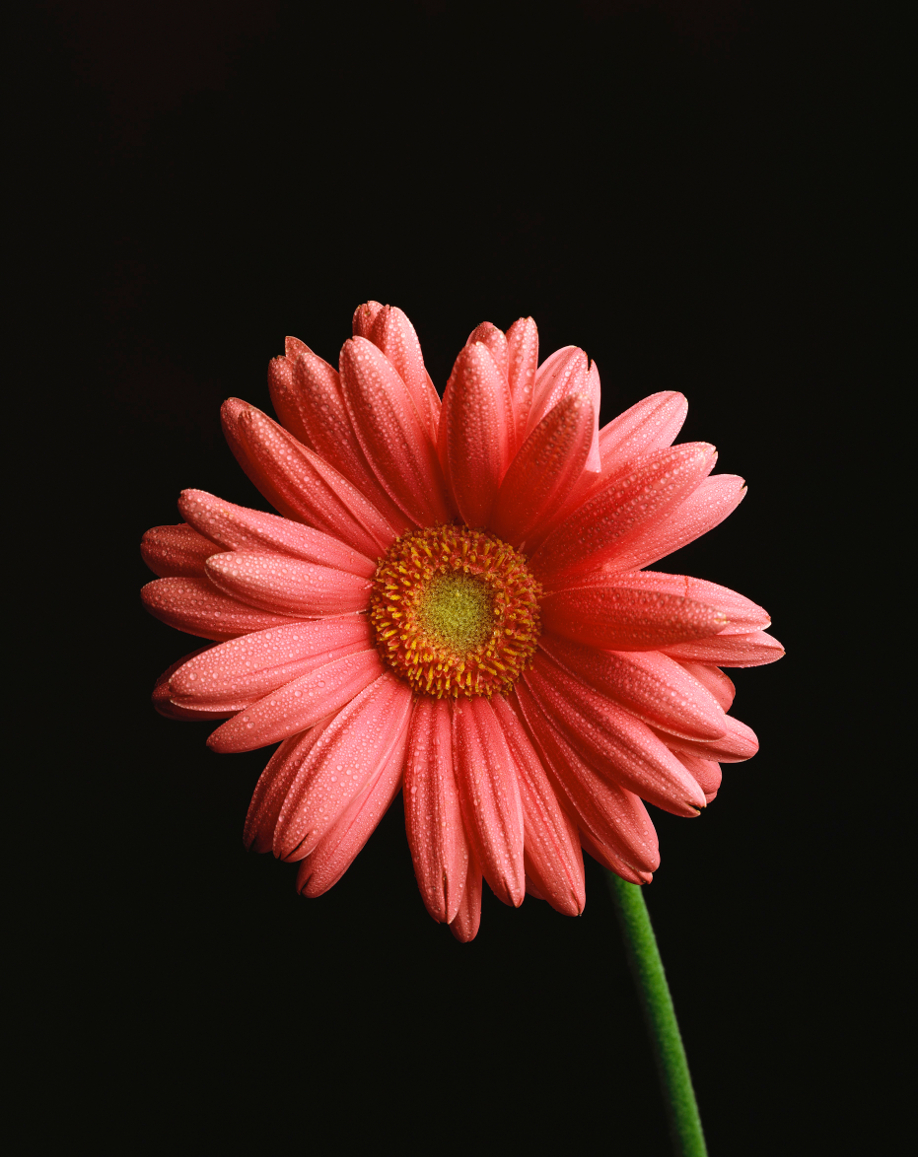 westwing-flores-gerbera
