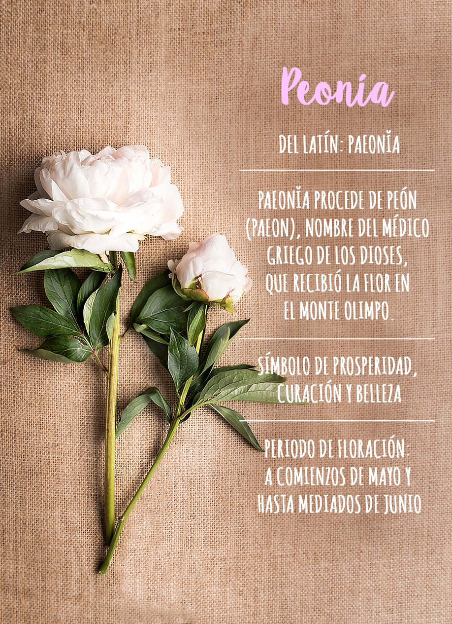 Características de las peonías
