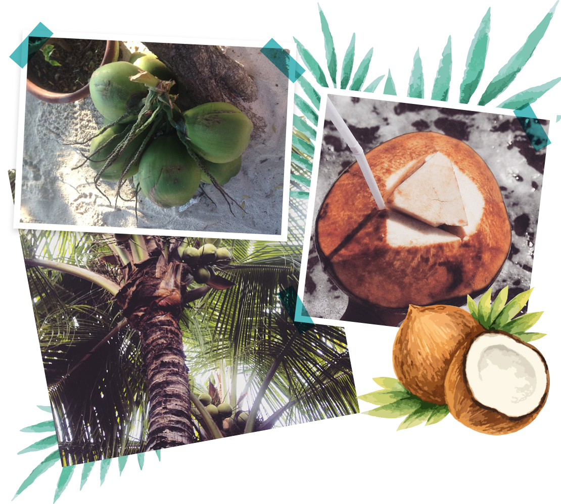 vacaciones en Bali cocos