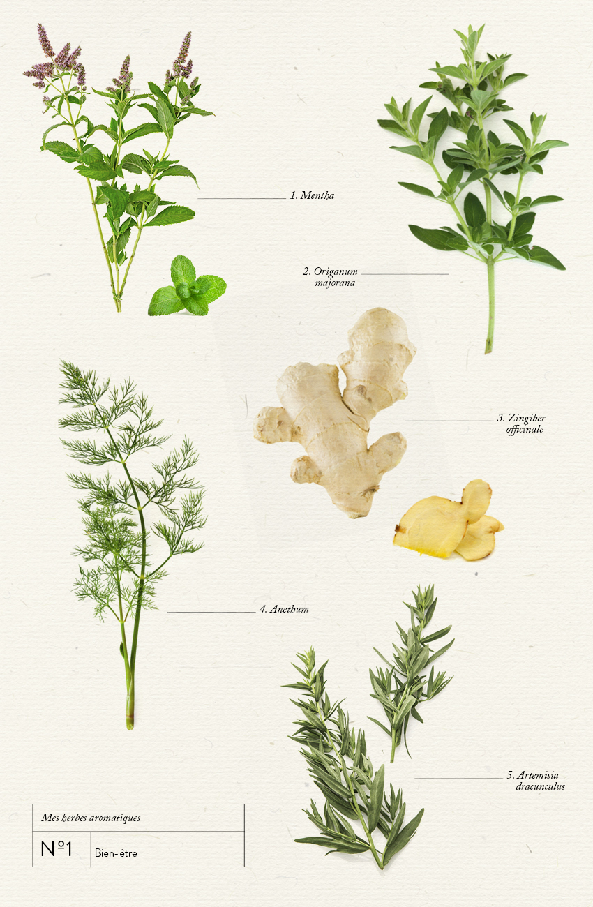 herbalism2
