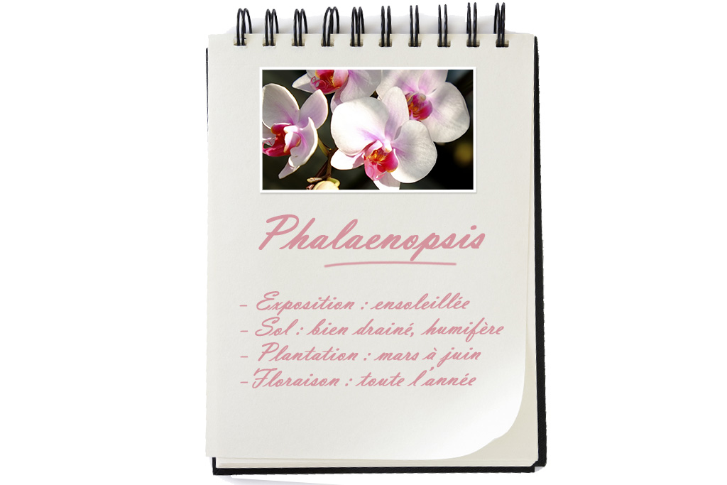 pha
