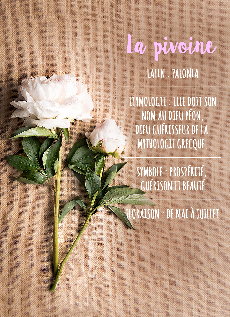 Westwing-pivoine Westwing-pivoine