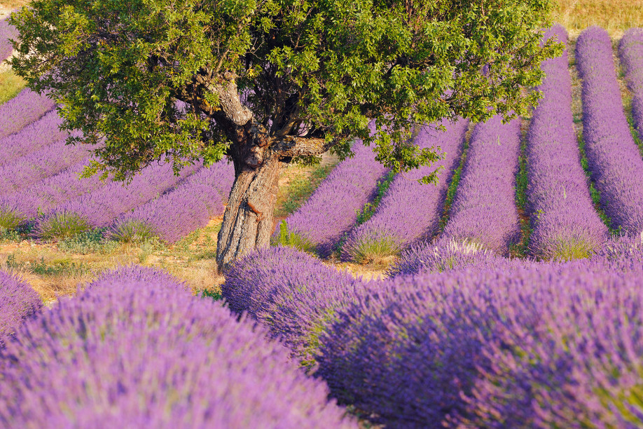 westwing-style provençal westwing-style provençal
