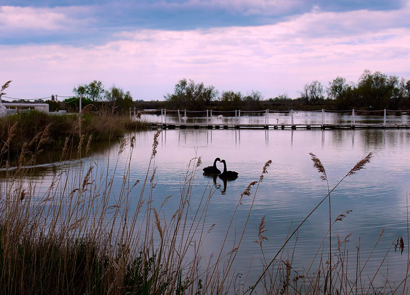 FR-hotel-camargue1
