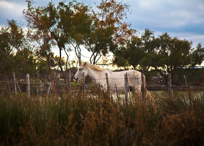 FR-hotel-camargue11