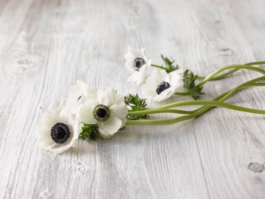 westwing-printemps-fleurs-anemone westwing-printemps-fleurs-anemone