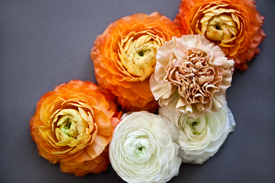 westwing-printemps-fleurs-renoncule westwing-printemps-fleurs-renoncule