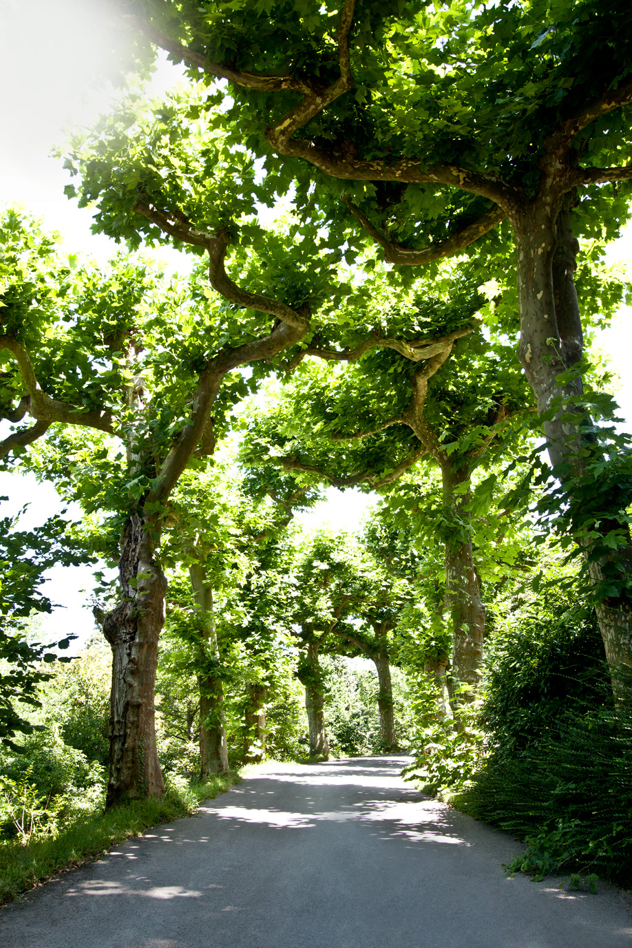 Westwing-mainau-arbre Westwing-mainau-arbre