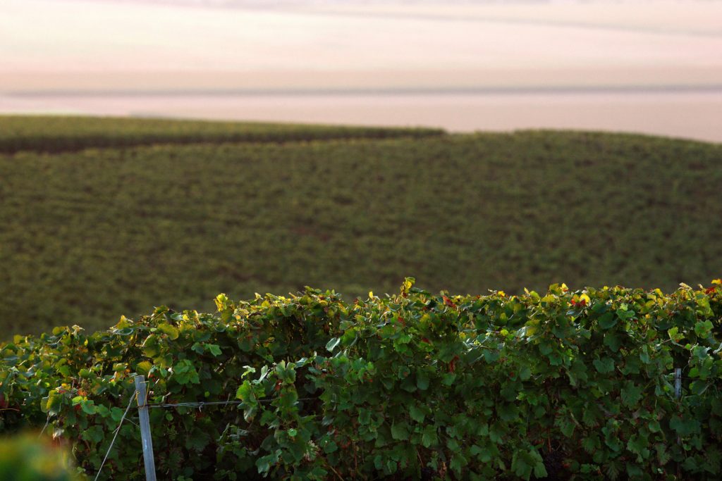 Vignes