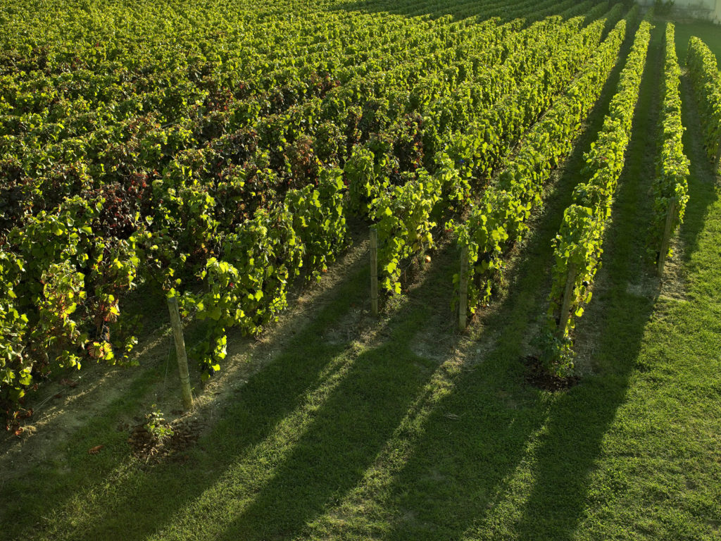 Vignes du Clos Saint Hilaire