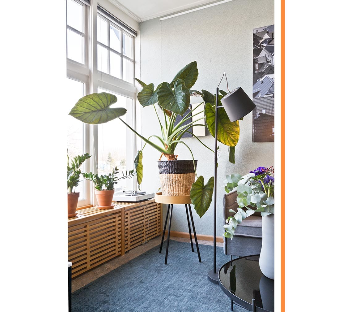 plantes déco verdure intérieur