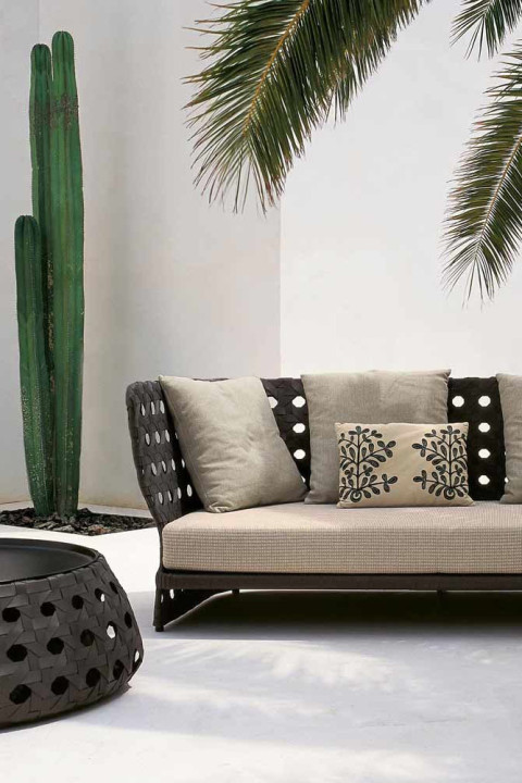 cactus cactus