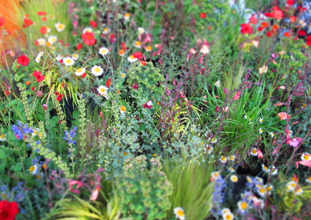 fiori di campo colorati fiori di campo colorati