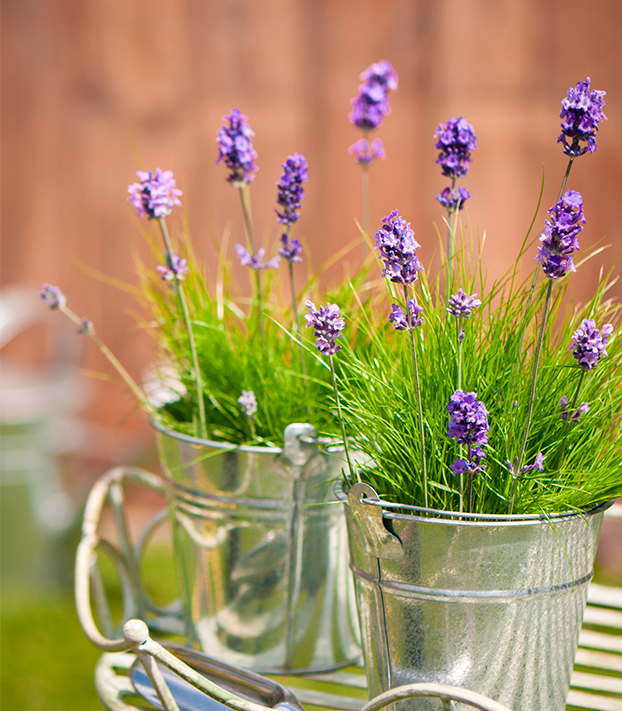 lavanda lavanda