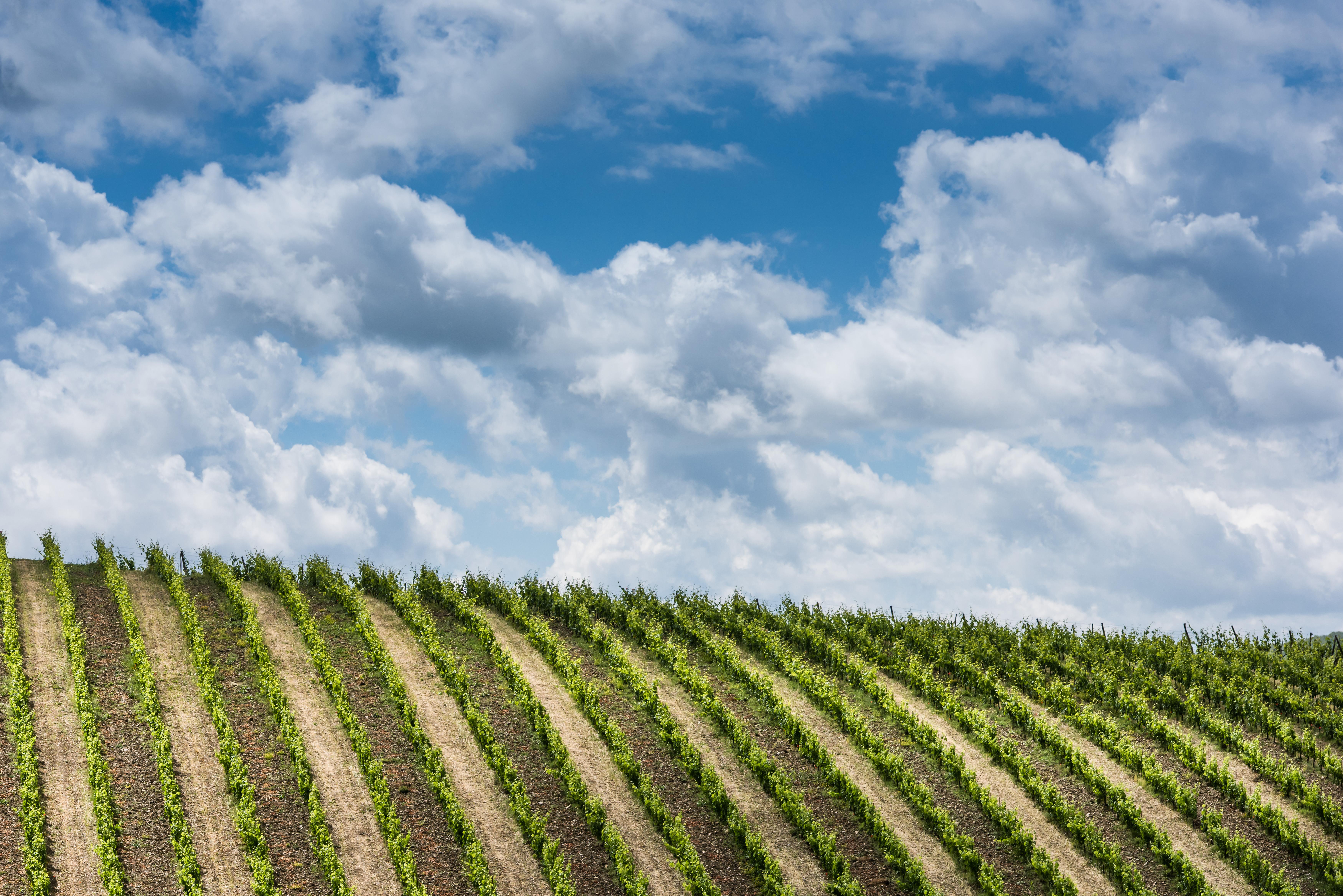 Dalani, Vino, Autunno, Decorazioni, Living, Passione