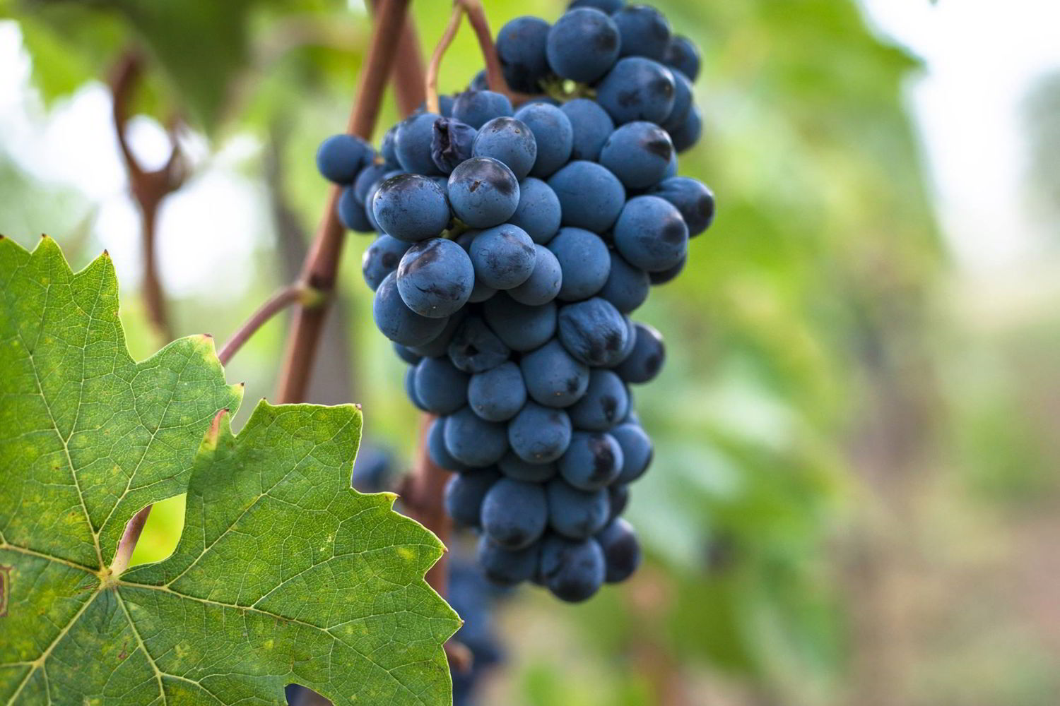 Dalani, Vino, Autunno, Decorazioni, Living, Passione