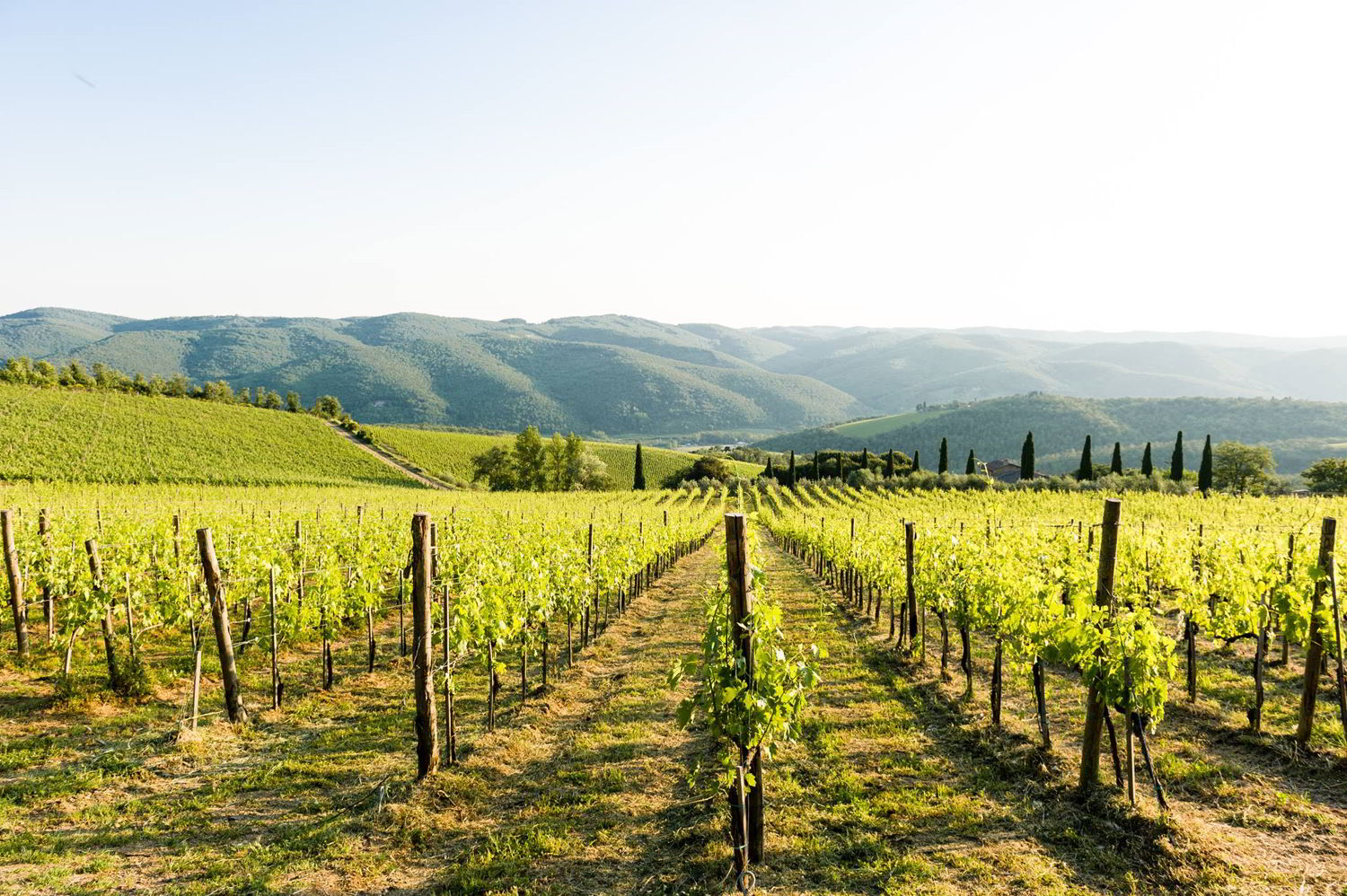 Dalani, Vino, Autunno, Decorazioni, Living, Passione