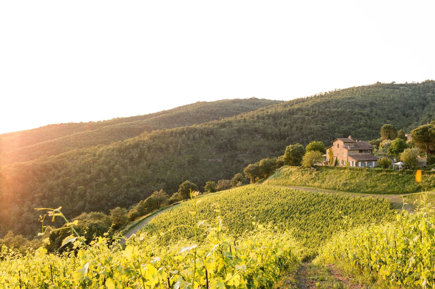 Dalani, Vino, Autunno, Decorazioni, Living, Passione