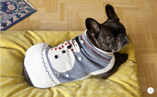 bulldog francese bulldog francese