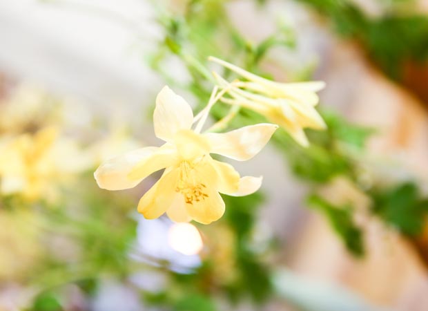 Fiore erbaceo