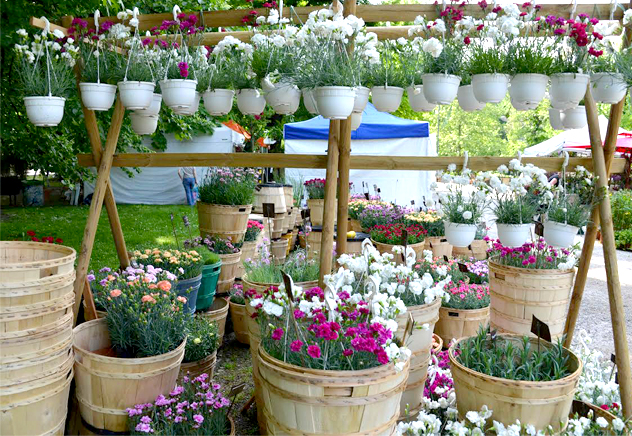 Orticola vasifiori
