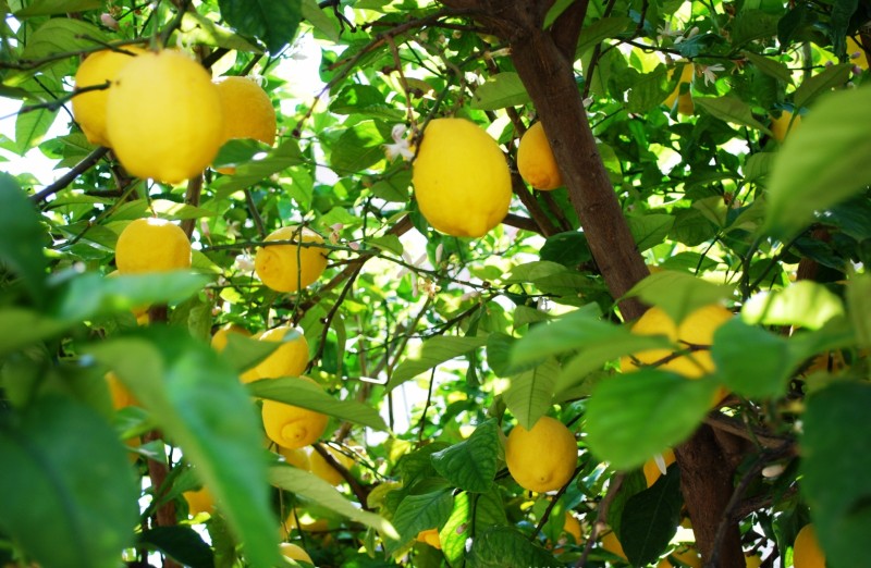 Amalfi-Limoni-Limoncello