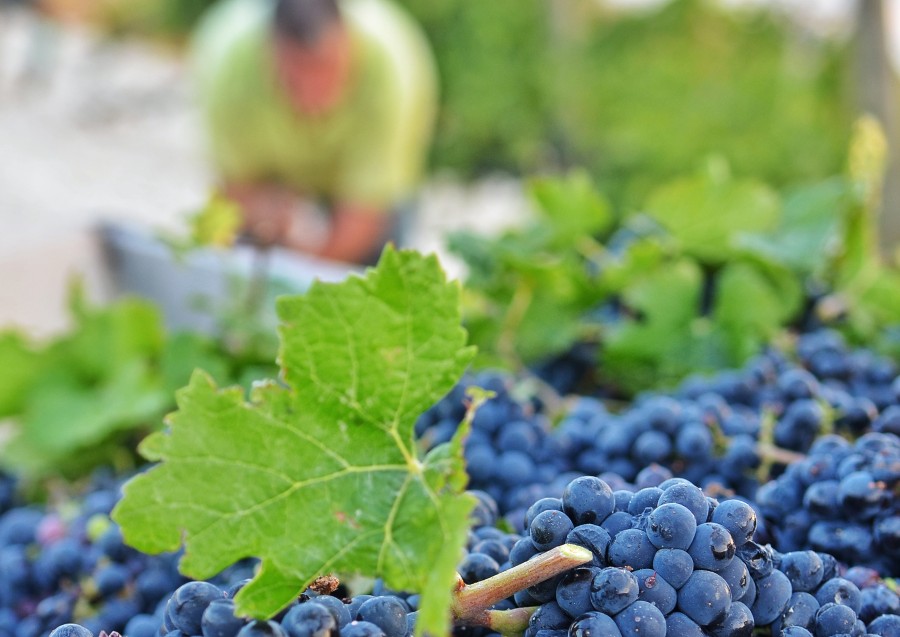 Planeta Planeta, Sicilia, Made-in-Italy, Vino, Casa, Dalani, Mediterraneo