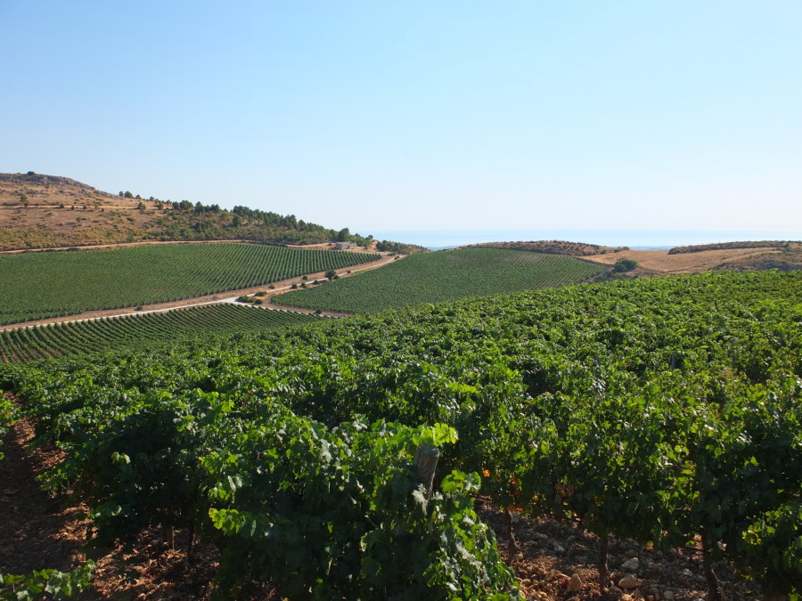 Planeta Planeta, Sicilia, Made-in-Italy, Vino, Casa, Dalani, Mediterraneo