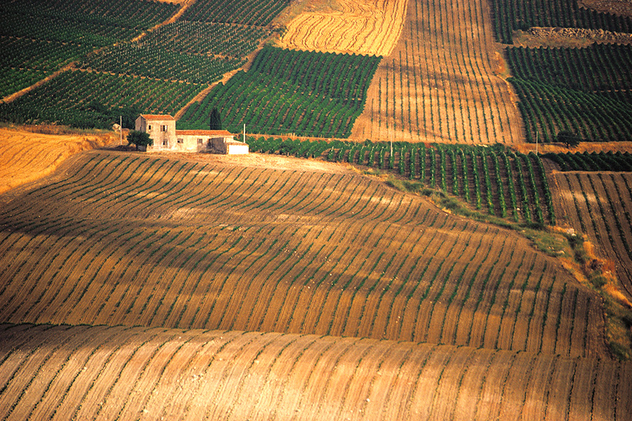 Vino, Dalani, Sicilia, Made-in-Italy