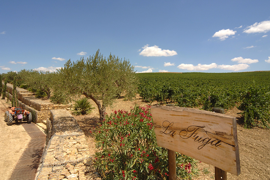 Vino, Dalani, Sicilia, Made-in-Italy, Mediterraneo