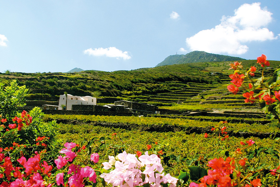 Vino, Sicilia, Sardegna, Made-in-Italy