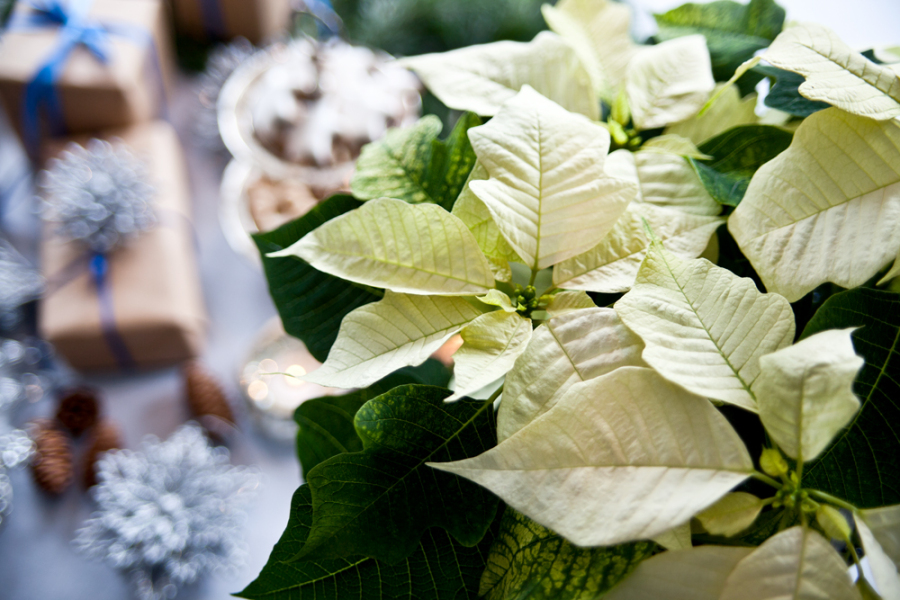 consigli Casa, Colori, Fai-da-te, Decorazioni, Idee, Natale