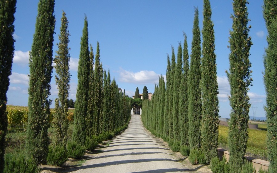 Villa Loggio Villa-Loggio, Toscana, Villa, Vino, Primavera, Arte, Fiori, Relax, Weekend, Dalani