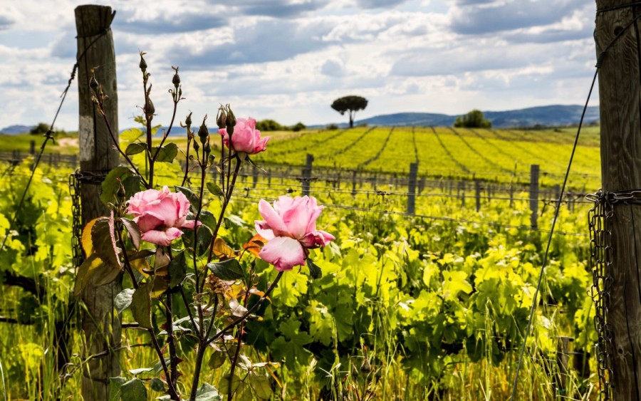 Villa Loggio Villa-Loggio, Toscana, Villa, Vino, Primavera, Arte, Fiori, Relax, Weekend, Dalani