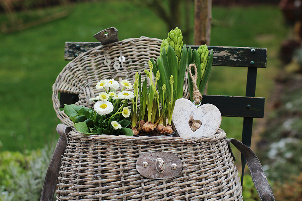 Giardino all'Inglese Fiori Cesta in Rattan con Margherite Giardino-all-italiana, Giardino-all-inglese, Fiori, Giardino, Primavera, Progetto, Outdoor