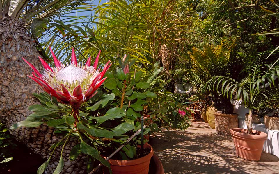 5 Eventi Imperdibili Primavera in Fiore Ipomea del Negombo Eventi, 5 eventi imperdibili, Fiori, Giardino, Ispirazione, Trend, Ipomea del Negombo