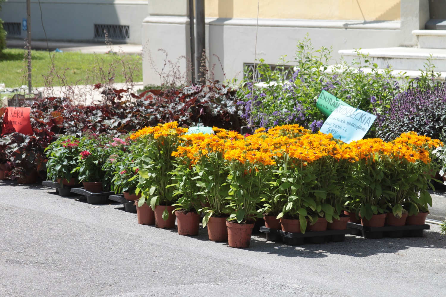 5 Eventi Imperdibili Primavera in Fiore Evergreen Forte Eventi, 5 eventi imperdibili, Fiori, Giardino, Ispirazione, Trend, Evergreen Forte