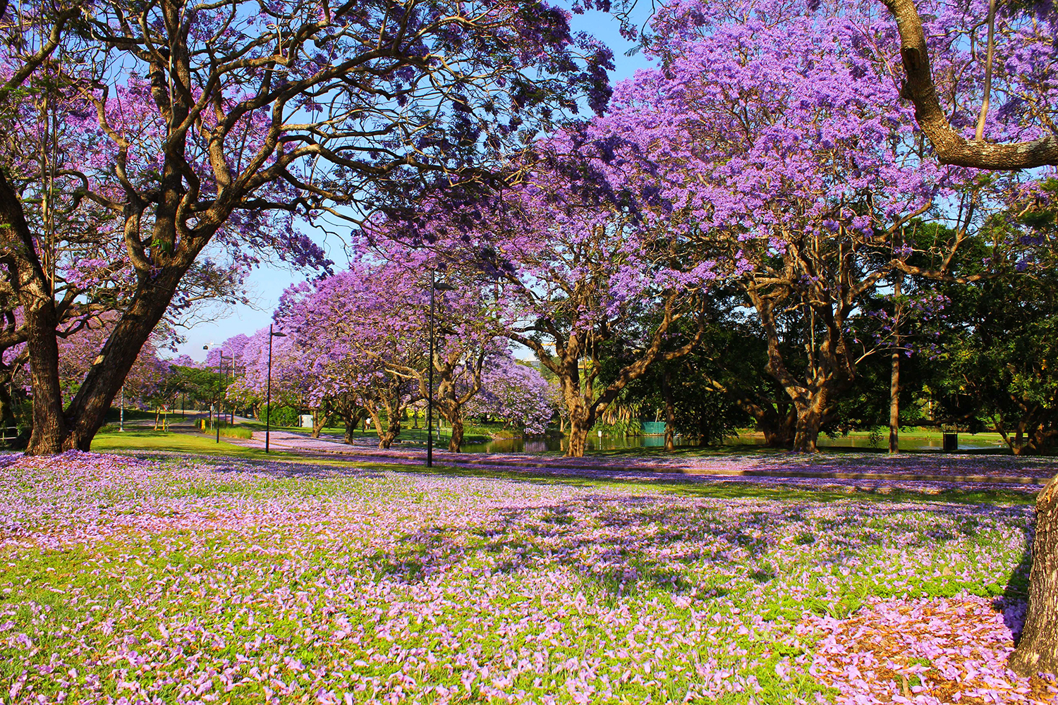 5 Eventi Imperdibili Primavera in Fiore Evergreen Forte Eventi, 5 eventi imperdibili, Fiori, Giardino, Ispirazione, Trend, Dove fiorisce la Jacaranda