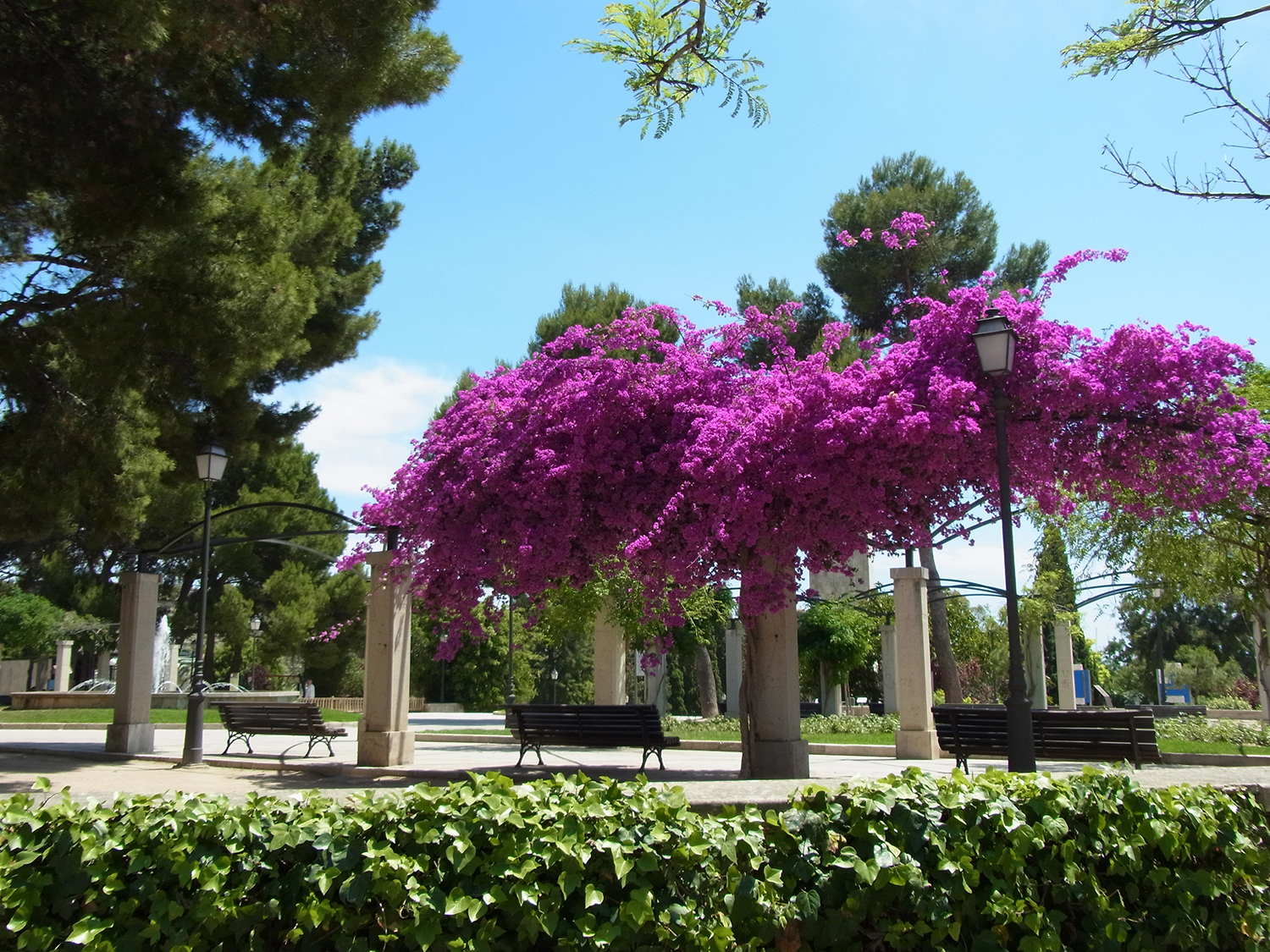 5 Eventi Imperdibili Primavera in Fiore Evergreen Forte Eventi, 5 eventi imperdibili, Fiori, Giardino, Ispirazione, Trend, Dove fiorisce la Jacaranda