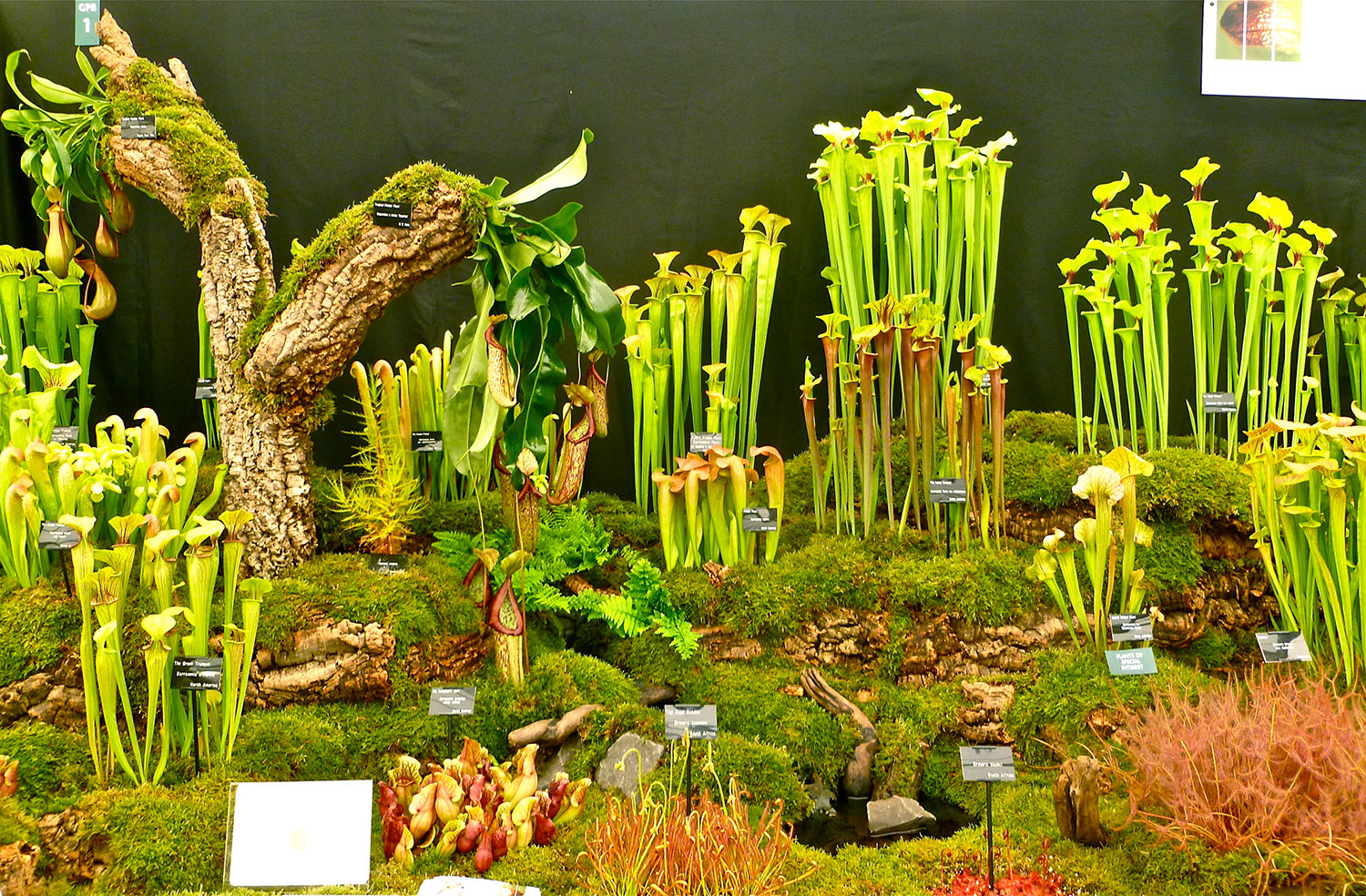 5 Eventi Imperdibili Primavera in Fiore Chelsea Flower Show Eventi, 5 eventi imperdibili, Fiori, Giardino, Ispirazione, Trend, RSH Chelsea Flower Show