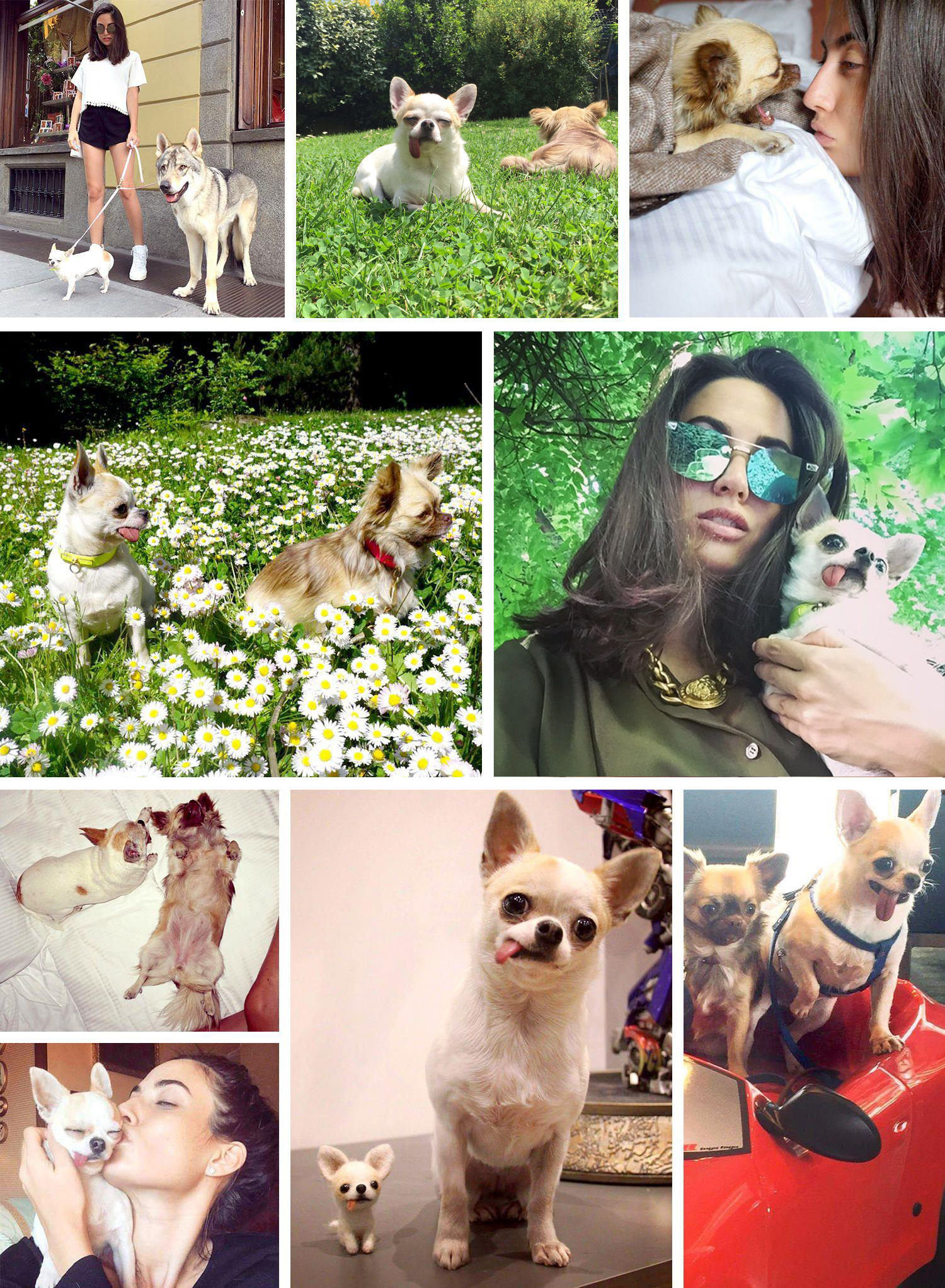 Dalani, Giulia Valentina con le sue Cagnoline Chihuahua Gue e Chewbecca Dalani, Giulia Valentina, Casa, Milano, Parigi, Passione, Spazio, Tv