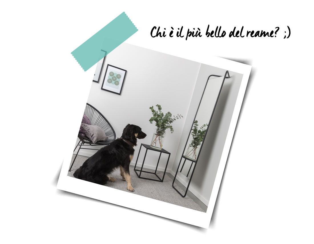 arredare casa con gli specchi cane