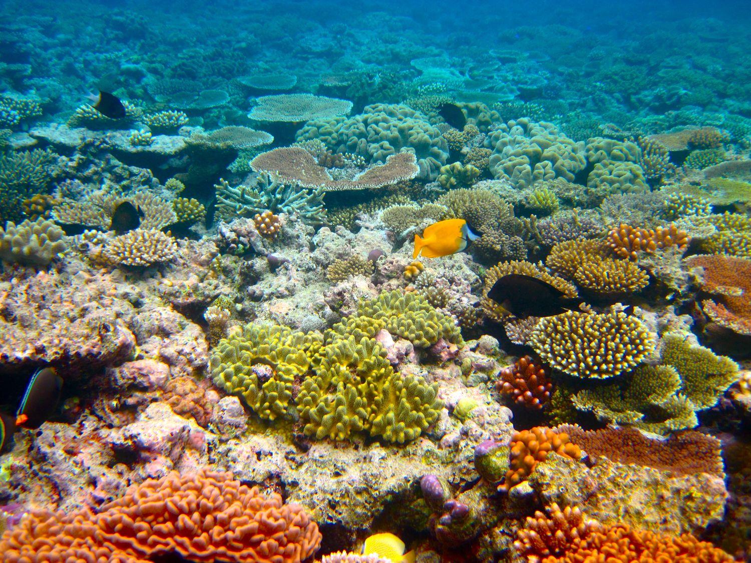Dalani, Mare, Stile Underwater, Ispirazioni dai Migliori Fondali Marini del Mondo Dalani, Mare, Ispirazione, Casa, Estate